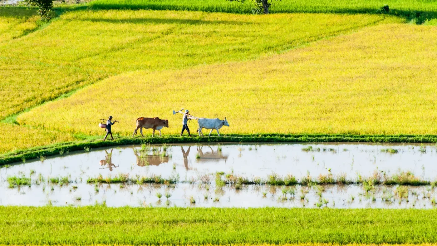 Agricultural-tourism-in-Vietnam-13