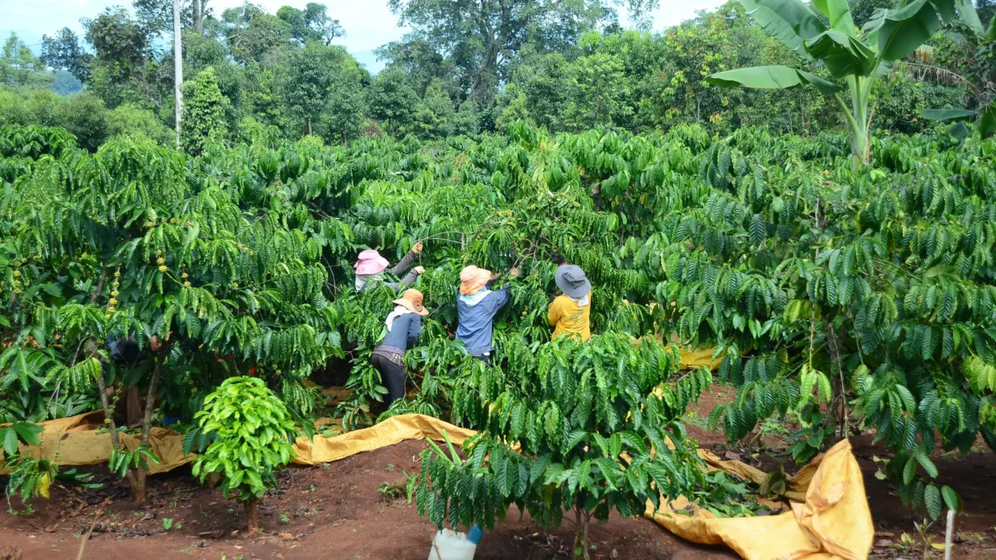 Agricultural-tourism-in-Vietnam-15