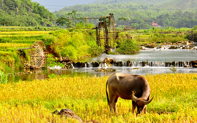 Buffalo-on-fields