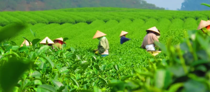 Thai Nguyen Tea Plantation