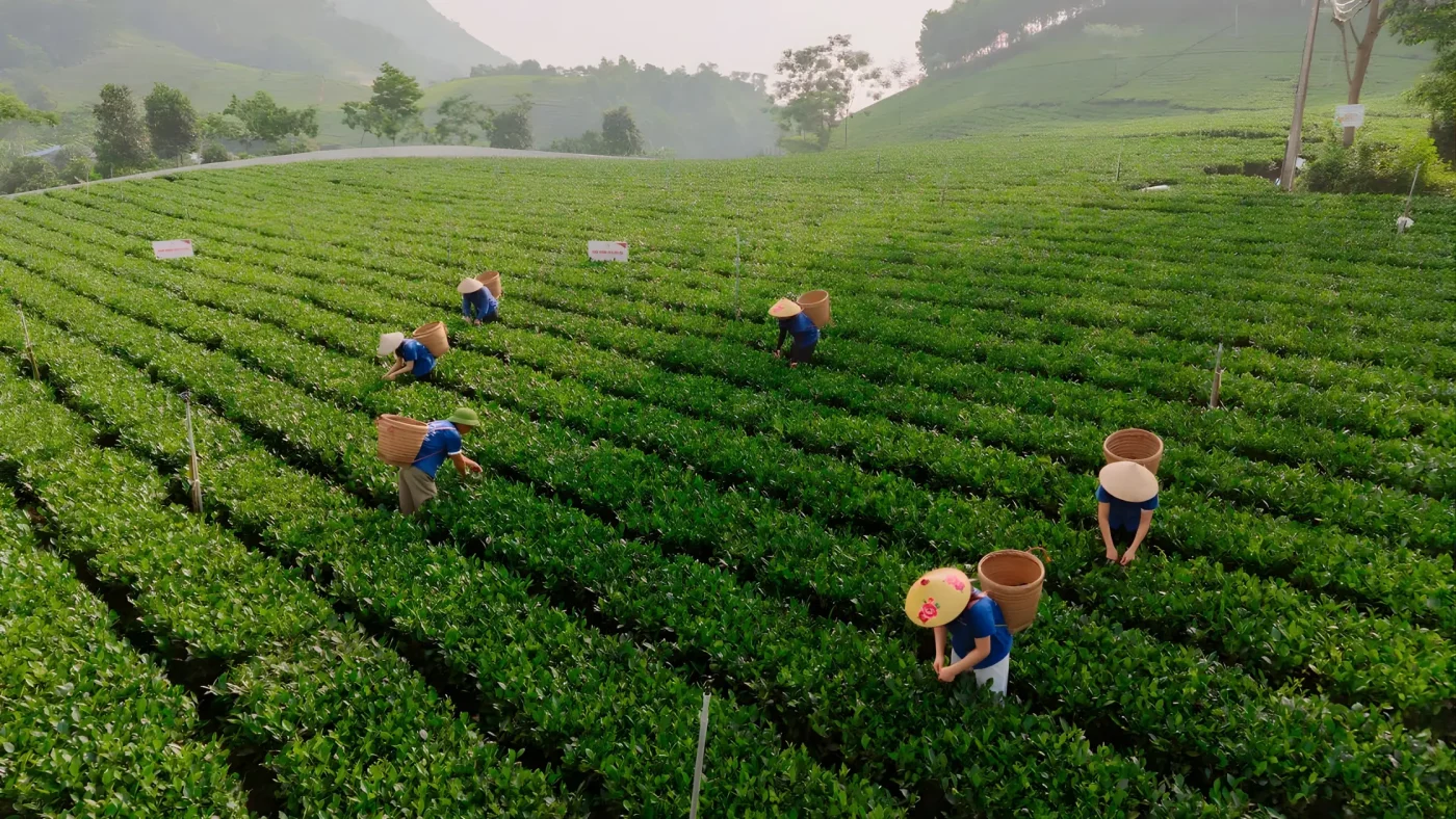 Thai-Nguyen-Tea-Plantation-7