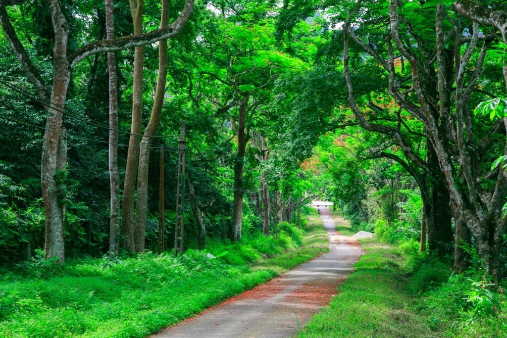 Cuc Phuong National Park 