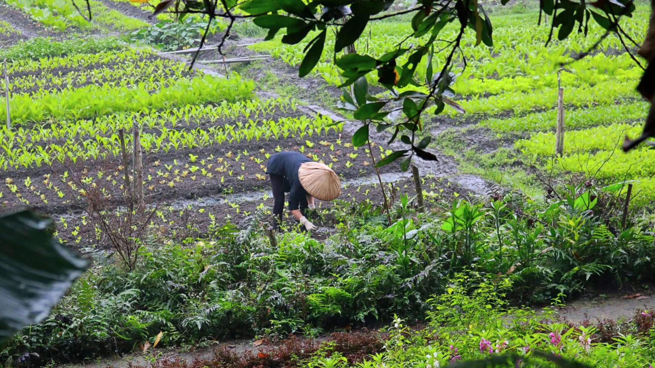 8 Things to do in Thai Nguyen Tea Plantation-5