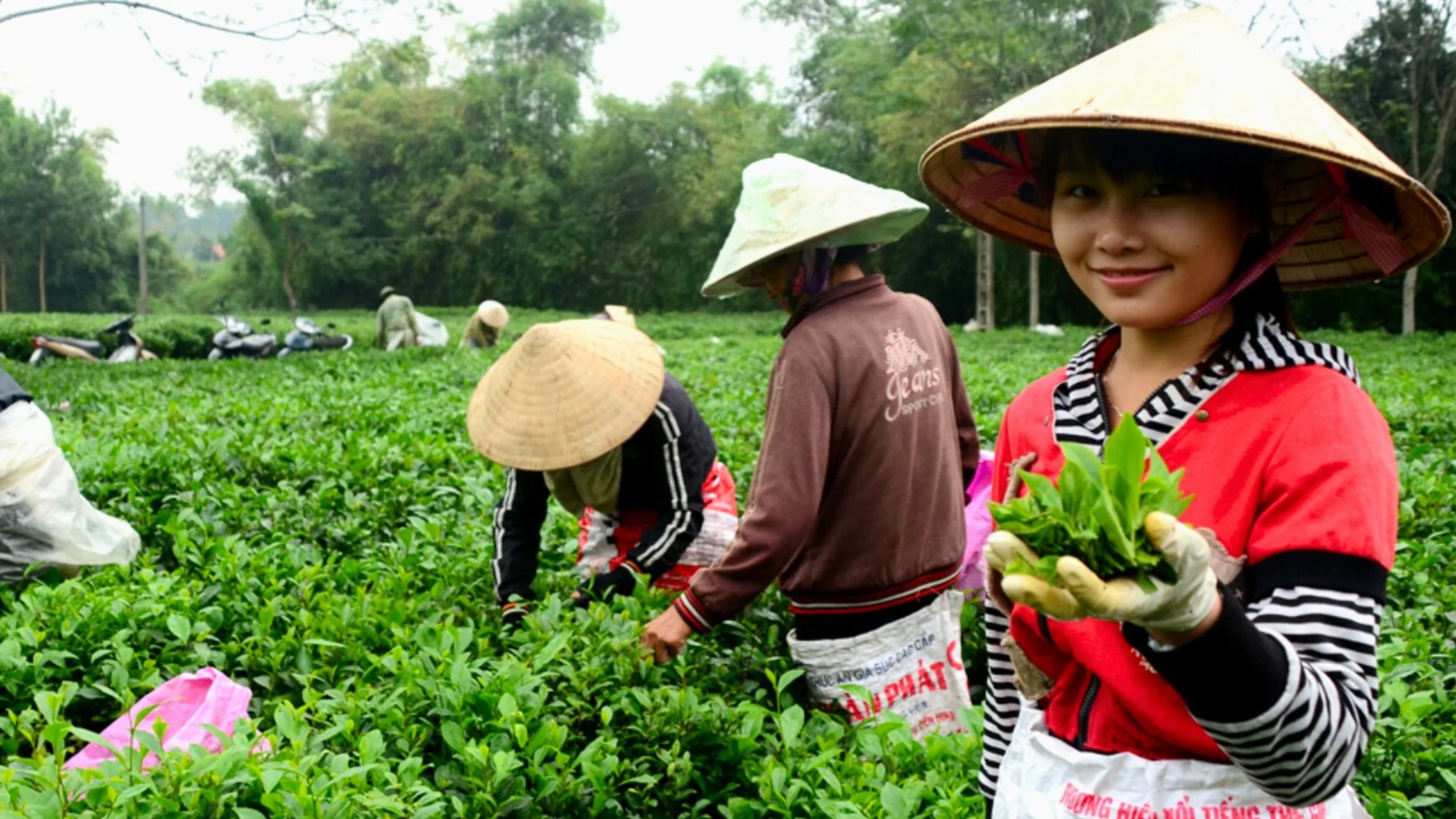 8 Things to do in Thai Nguyen Tea Plantation-1