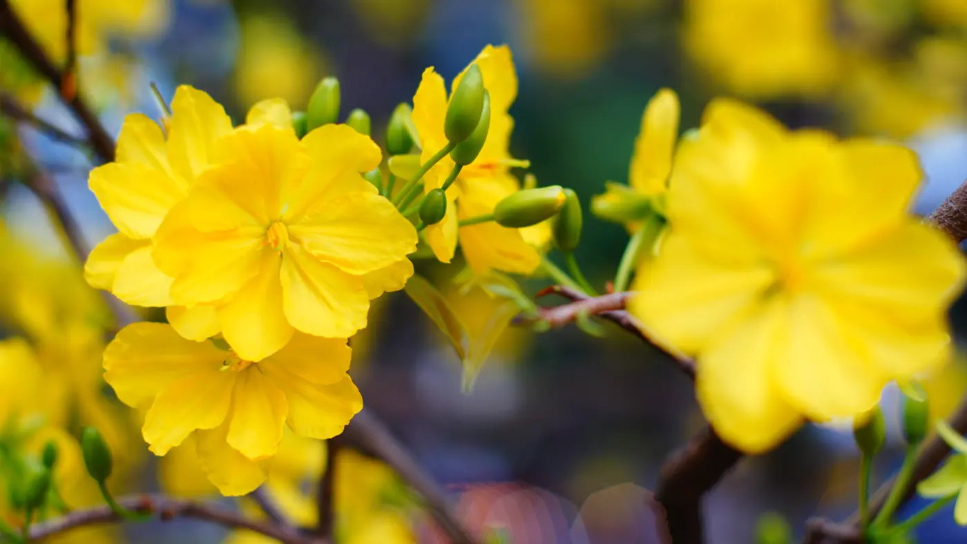 Vietnam-Tet-Holiday-Vietnamese-New-Year-10-yellow apricot blossoms