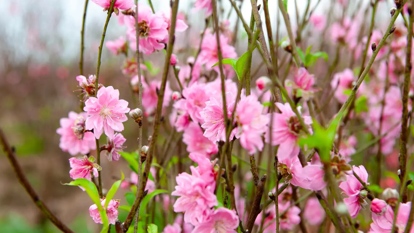 Vietnam-Tet-Holiday-Vietnamese-New-Year-9-Peach-Blossoms