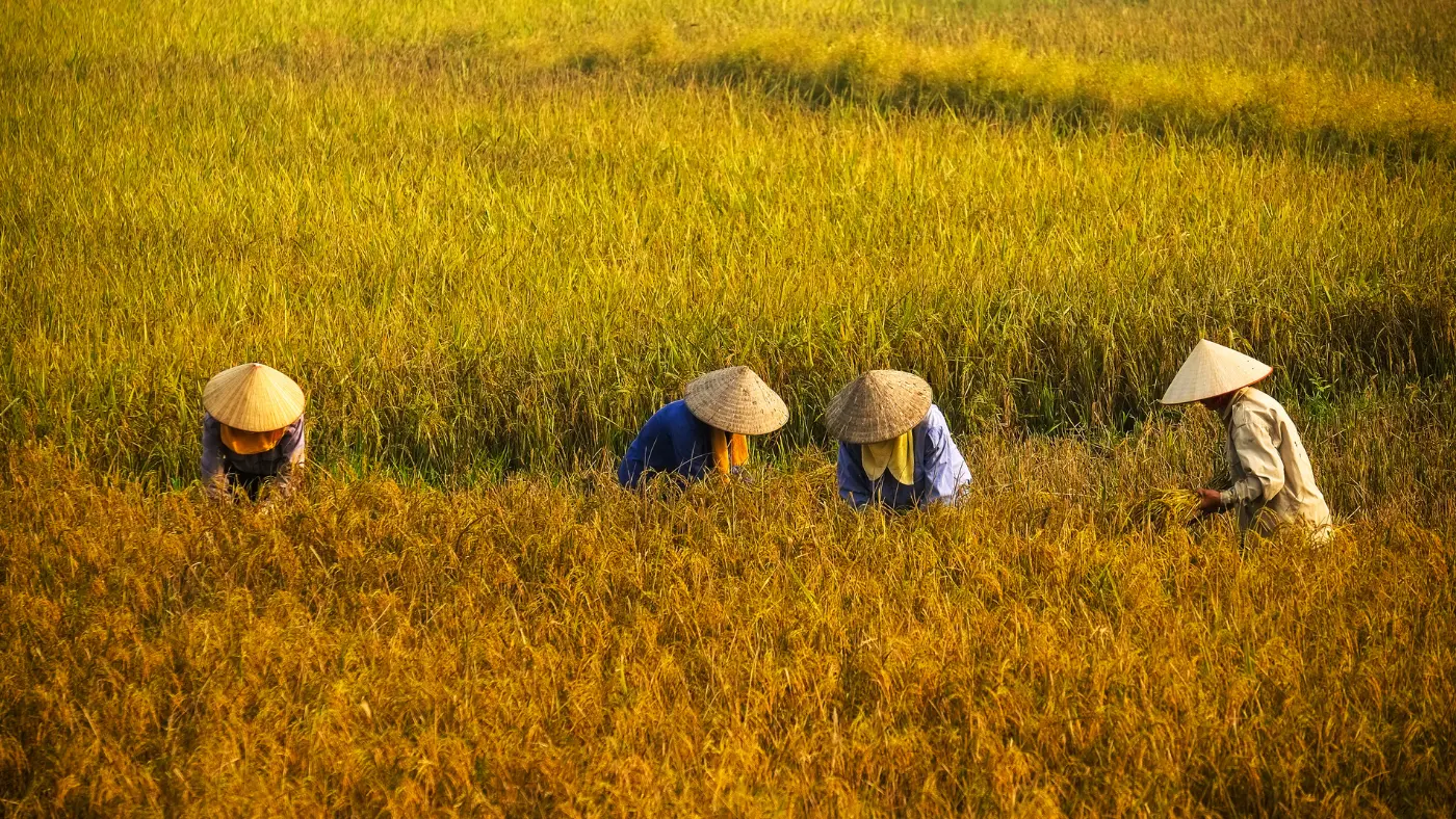 Vietnam-People-harvesting-Vietnamese-New-Year-5