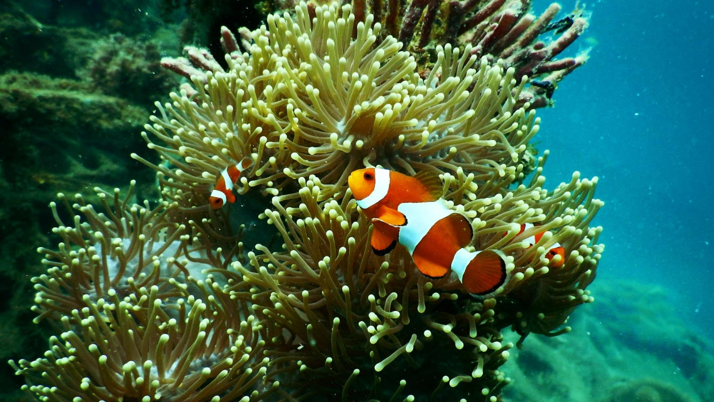 Diving-in-Vietnam-02