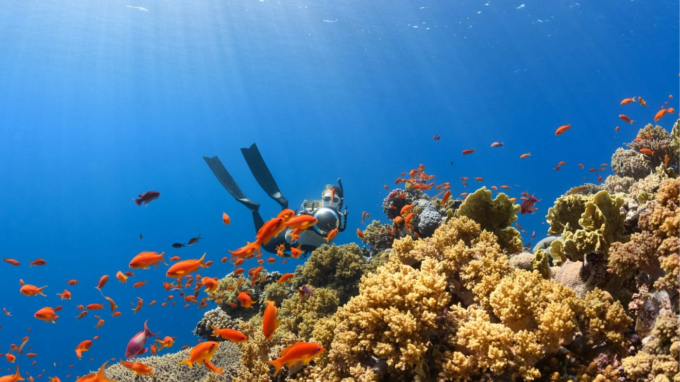 Diving-in-Vietnam-10