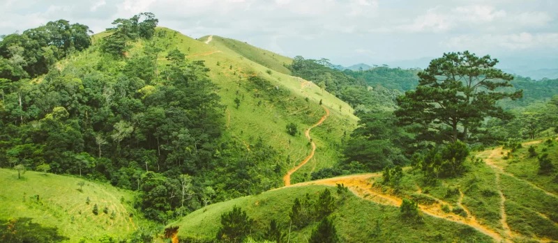 Tree-Planting-Banner