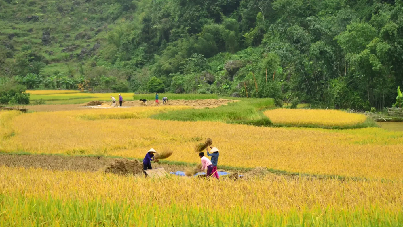 Trekking-in-Northern-Vietnam-6-1